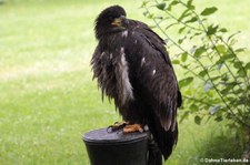 Weißkopfseeadler im Jugendgefieder (Haliaeetus leucocephalus) Greifvogelstation & Wildfreigehege Hellenthal