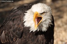 Weißkopfseeadler (Haliaeetus leucocephalus), Greifvogelstation & Wildfreigehege Hellenthal