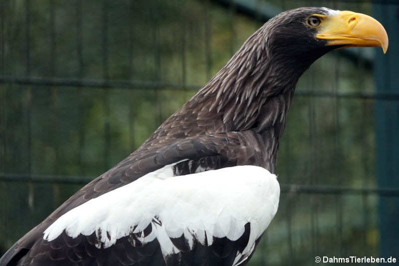 Riesenseeadler (Haliaeetus pelagicus)