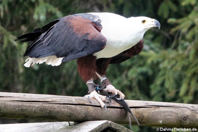 Schreiseeadler Icthyophaga vocifer-1