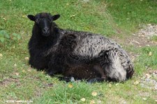 Graue Gehörnte Heidschnucke, Greifvogelstation & Wildfreigehege Hellenthal