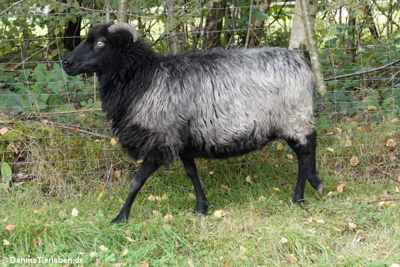 Graue gehörnte Heidschnucke (Ovis orientalis f. aries)