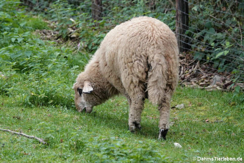 Kärntner Brillenschaf (Ovis orientalis f. aries)