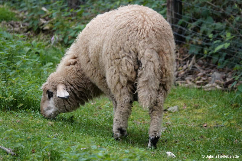 Kärntner Brillenschaf Kärntner Brillenschaf-3