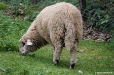 Kärntner Brillenschaf,
Greifvogelstation & Wildfreigehege Hellenthal Brillenschaf-1