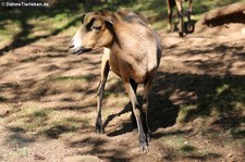 Kamerunschaf, Greifvogelstation & Wildfreigehege Hellenthal