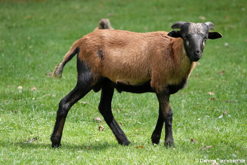 Kamerunschaf (Ovis orientalis f. aries)