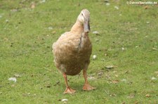 Laufente (Anas platyrhynchos domestica), Greifvogelstation & Wildfreigehege Hellenthal