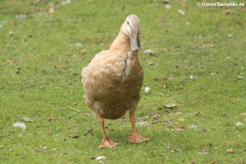 Laufente (Anas platyrhynchos f. domestica)