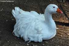 Lockengans in der Greifvogelstation & Wildfreigehege Hellenthal