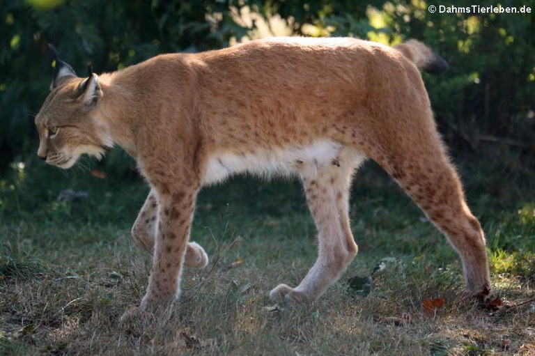 Lynx lynx