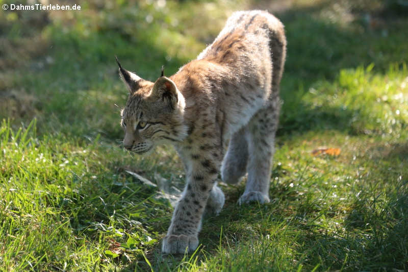 Junger Luchs (Lynx lynx)