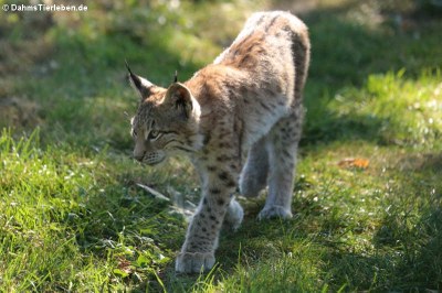 Junger Luchs (Lynx lynx)