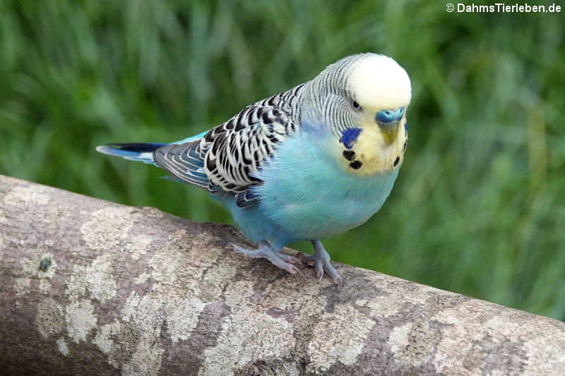 Wellensittich (Melopsittacus undulatus)