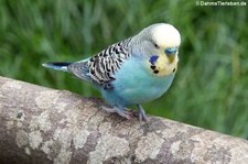 Wellensittich (Melopsittacus undulatus), Greifvogelstation & Wildfreigehege Hellenthal