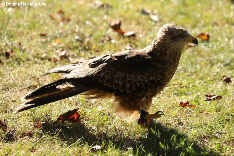 Milvus migrans migrans