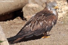 Rotmilan (Milvus milvus) in der Greifvogelstation & Wildfreigehege Hellenthal