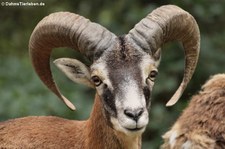 Europäischer Mufflon (Ovis orientalis musimon) im Wildfreigehege Hellenthal