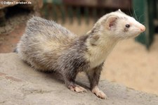 Frettchen (Mustela putorius f. furo) aus dem Wildfreigehege Hellenthal