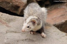 Frettchen (Mustela putorius f. furo) aus dem Wildfreigehege Hellenthal