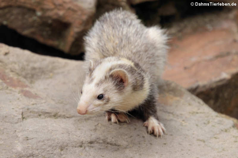 Frettchen (Mustela putorius furo)