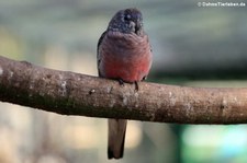 Bourkesittich (Neopsephotus bourkii), Greifvogelstation & Wildfreigehege Hellenthal