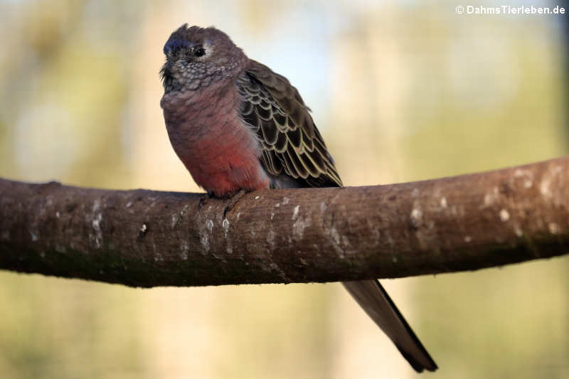 Neopsephotus bourkii-2