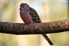 Bourkesittich (Neopsephotus bourkii), Greifvogelstation & Wildfreigehege Hellenthal