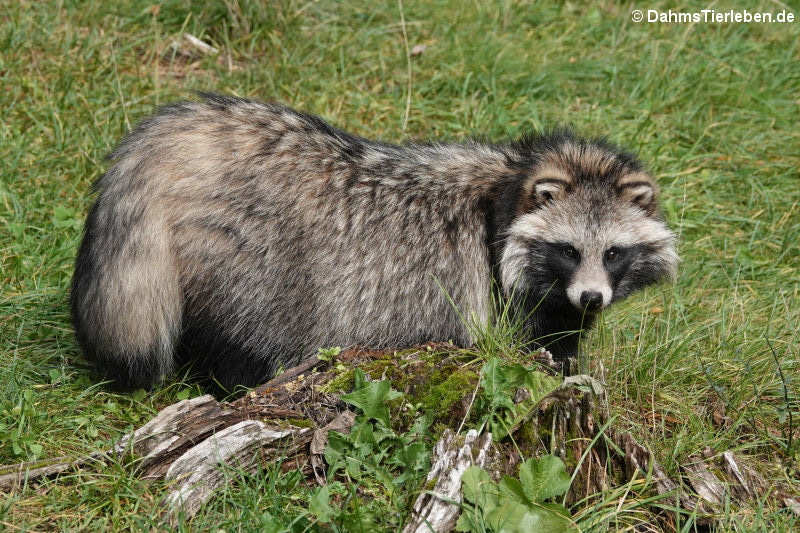 Marderhund (Nyctereutes procyonoides)