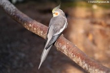 Nymphensittich (Nymphicus hollandicus), Greifvogelstation & Wildfreigehege Hellenthal