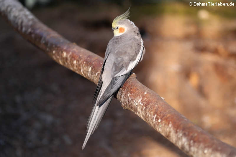 Nymphensittich (Nymphicus hollandicus)