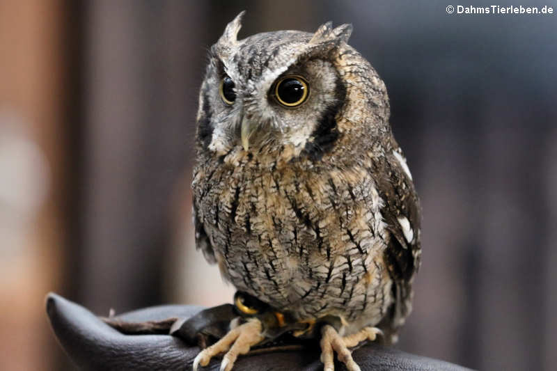 Afrika Zwergohreule (Otus senegalensis)