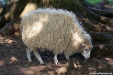 Ouessantschaf, Greifvogelstation & Wildfreigehege Hellenthal