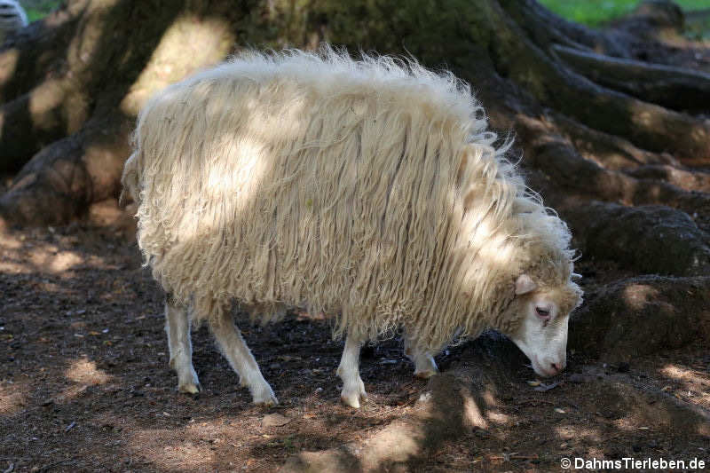 Ouessantschaf (Ovis orientalis f. aries)