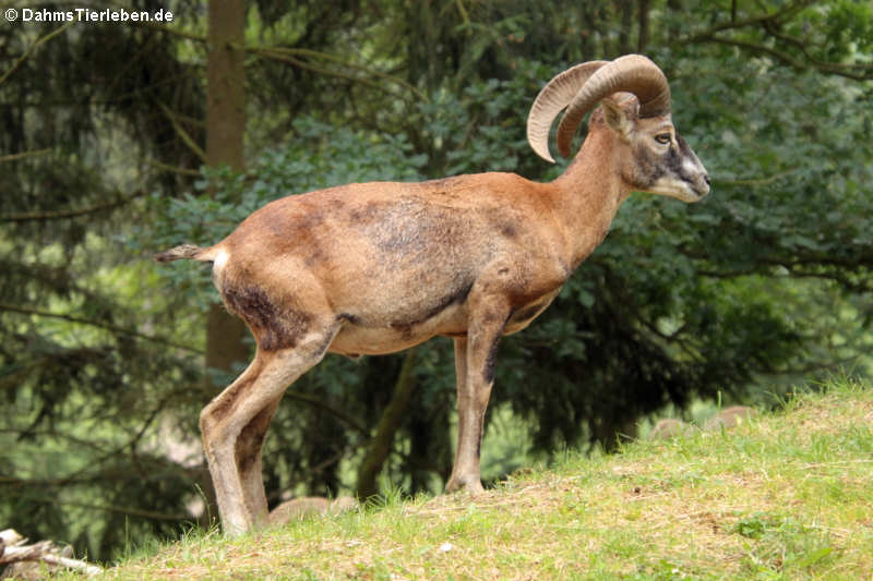 Europäischer Mufflon Ovis orientalis musimon-3