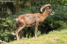 Europäischer Mufflon (Ovis orientalis musimon) im Wildfreigehege Hellenthal