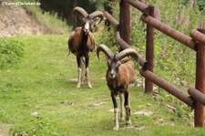 Europäischer Mufflon (Ovis orientalis musimon) im Wildfreigehege Hellenthal