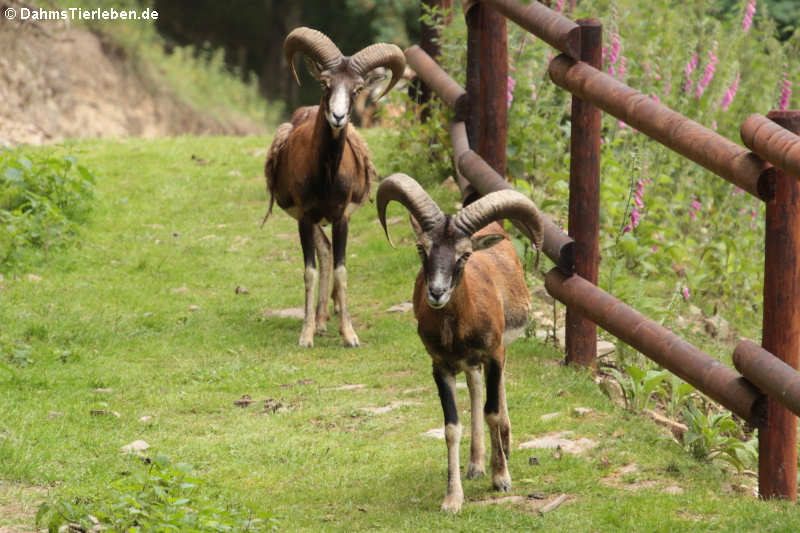 Ovis orientalis musimon