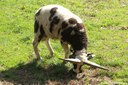 Jakob-Schaf