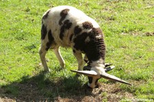 Vierhorn-Schaf im Wildfreigehege Hellenthal