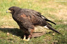 Wüstenbussard (Parabuteo unicinctus) in der Greifvogelstation Hellenthal