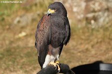 Wüstenbussard (Parabuteo unicinctus) in der Greifvogelstation Hellenthal