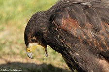 Wüstenbussard (Parabuteo unicinctus) in der Greifvogelstation Hellenthal