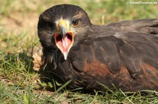 Wüstenbussard (Parabuteo unicinctus) in der Greifvogelstation Hellenthal