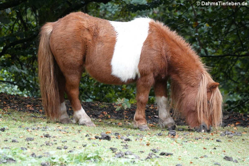 Pony (Equus ferus f. caballus)