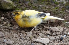 Kanarienvogel (Serinus canaria f. domestica), Greifvogelstation & Wildfreigehege Hellenthal