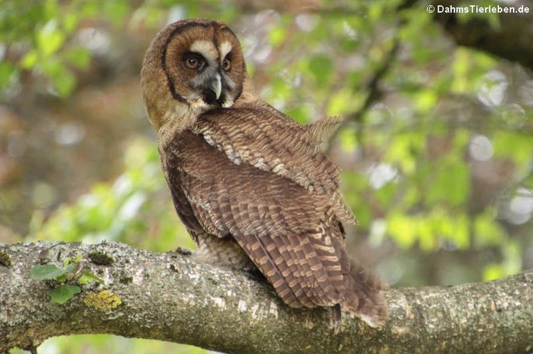 Strix nebulosa - Strix leptogrammica