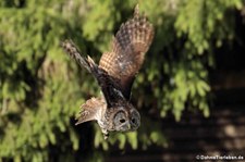 Waldkauz (Strix aluco) im Wildfreigehege Hellenthal