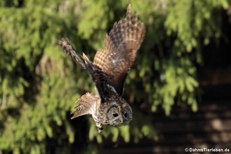 Waldkauz (Strix aluco)