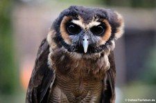 Malaienkauz (Strix leptogrammica), Greifvogelstation & Wildfreigehege Hellenthal